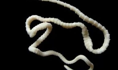 cum să eliminați parazitul cestod din organism