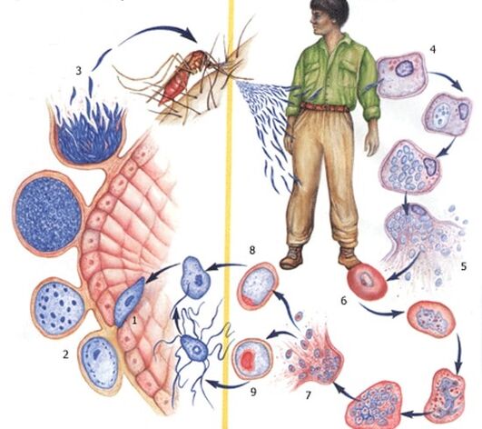 metode de reproducere a paraziților protozoare