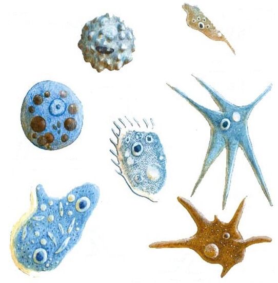 tipuri de paraziți protozoari